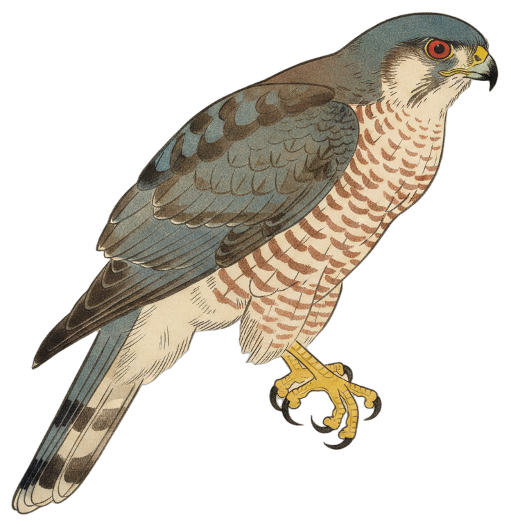 Cooper's Hawk