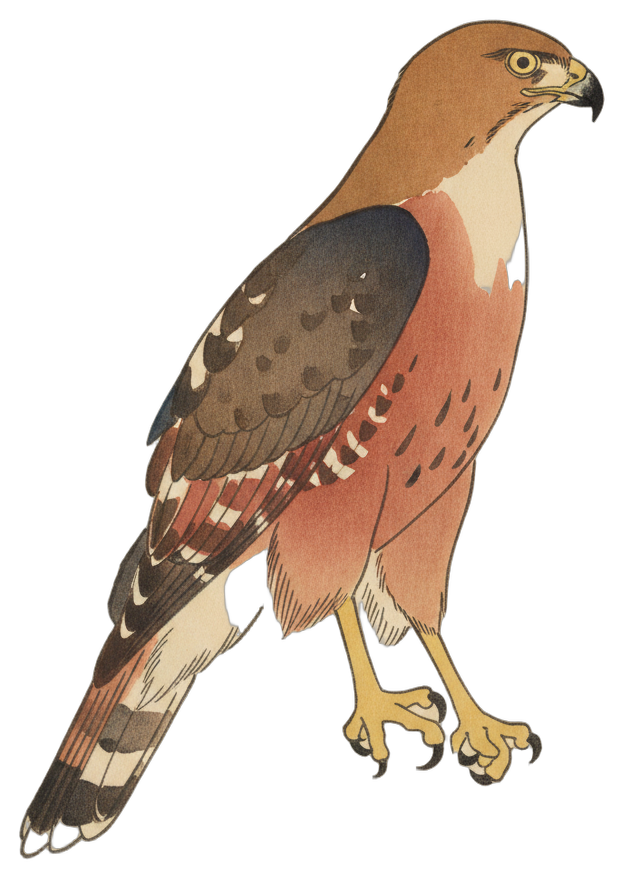 Red-shouldered Hawk
