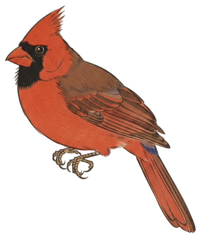 Northern Cardinal
