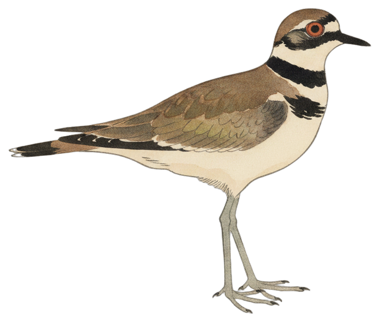 Killdeer