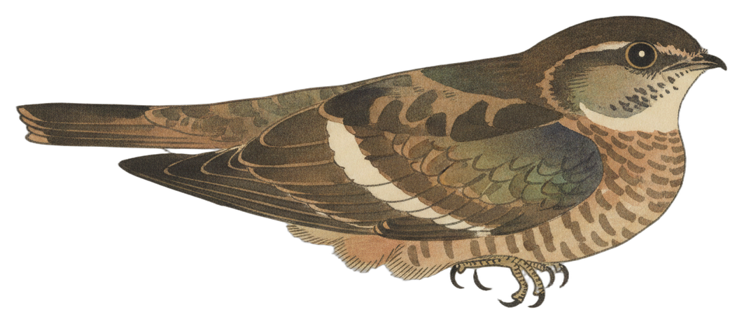 Common Nighthawk