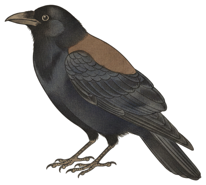 Fish Crow
