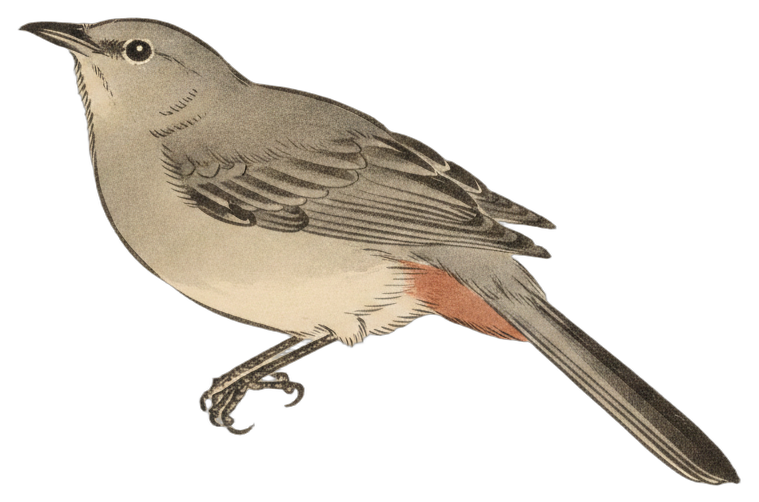 Gray Catbird