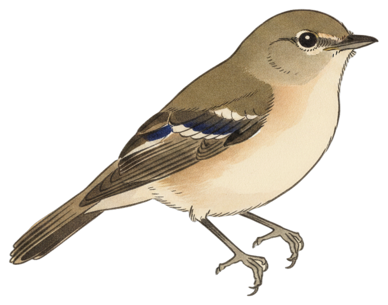 Alder Flycatcher