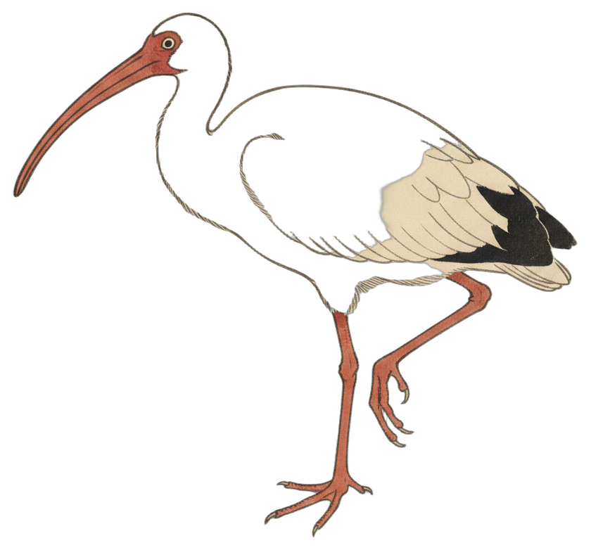 White Ibis