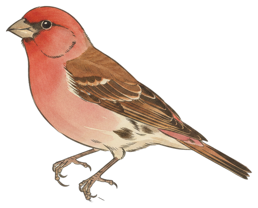 Purple Finch