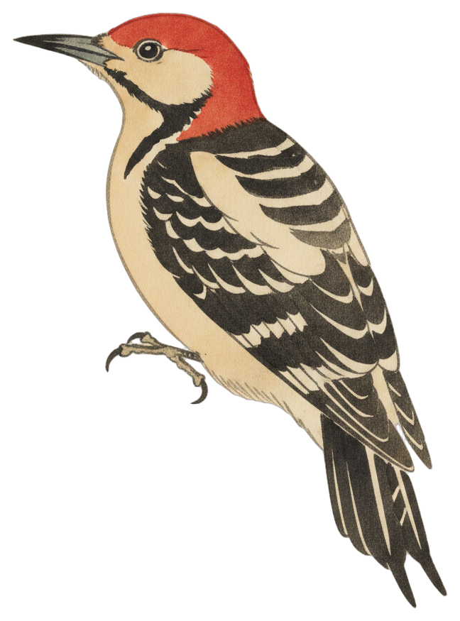 Red-bellied Woodpecker