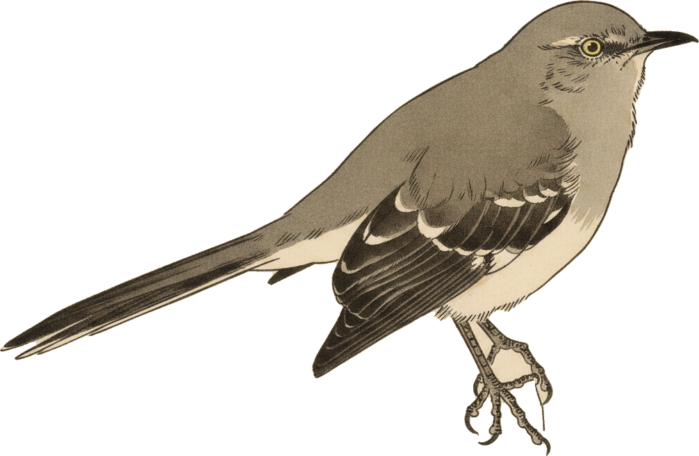 Northern Mockingbird