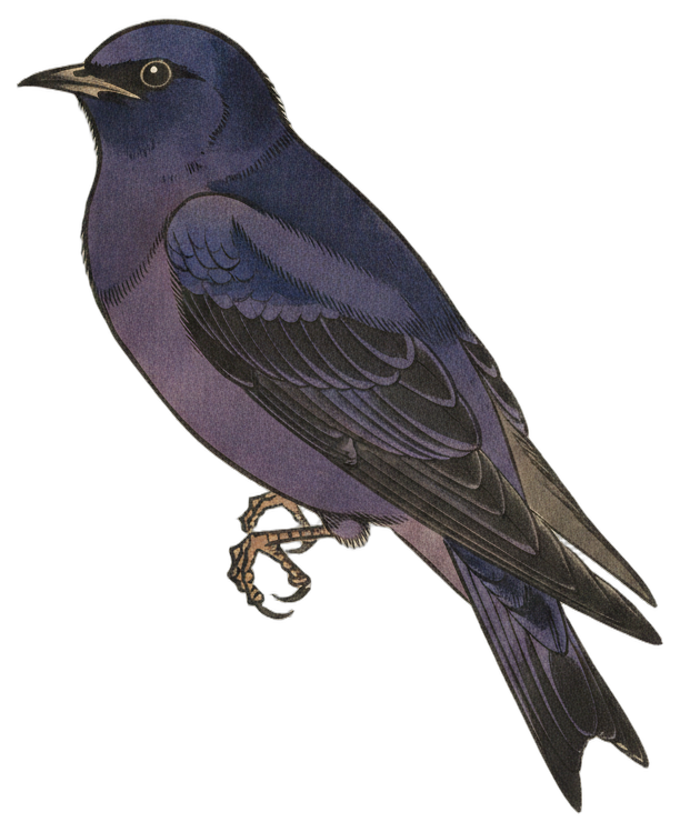 Purple Martin