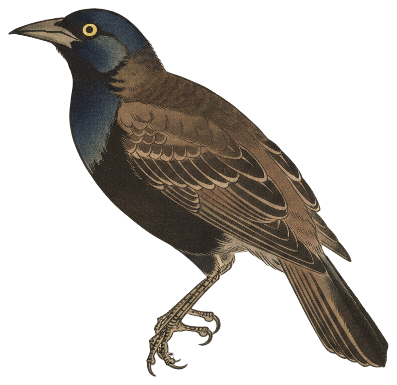 Common Grackle