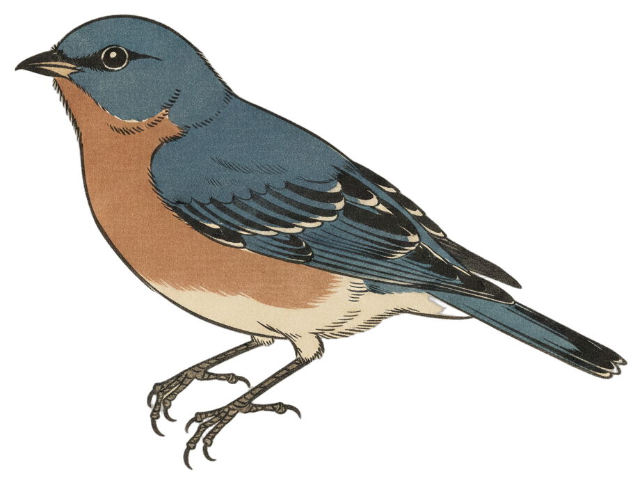 Eastern Bluebird