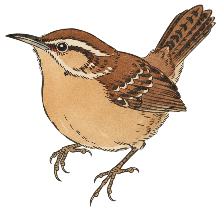 Carolina Wren