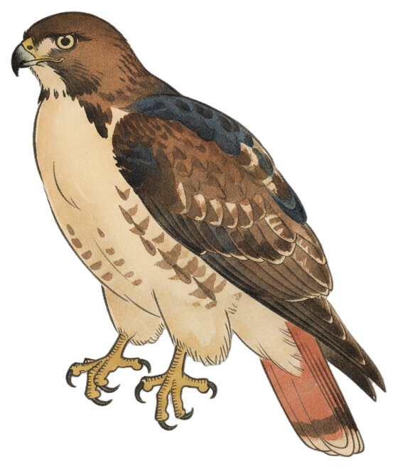 Red-tailed Hawk
