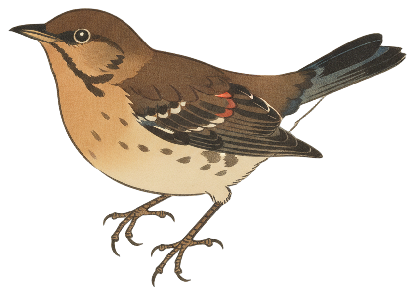 Swainson's Thrush