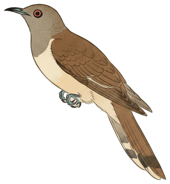 Black-billed Cuckoo