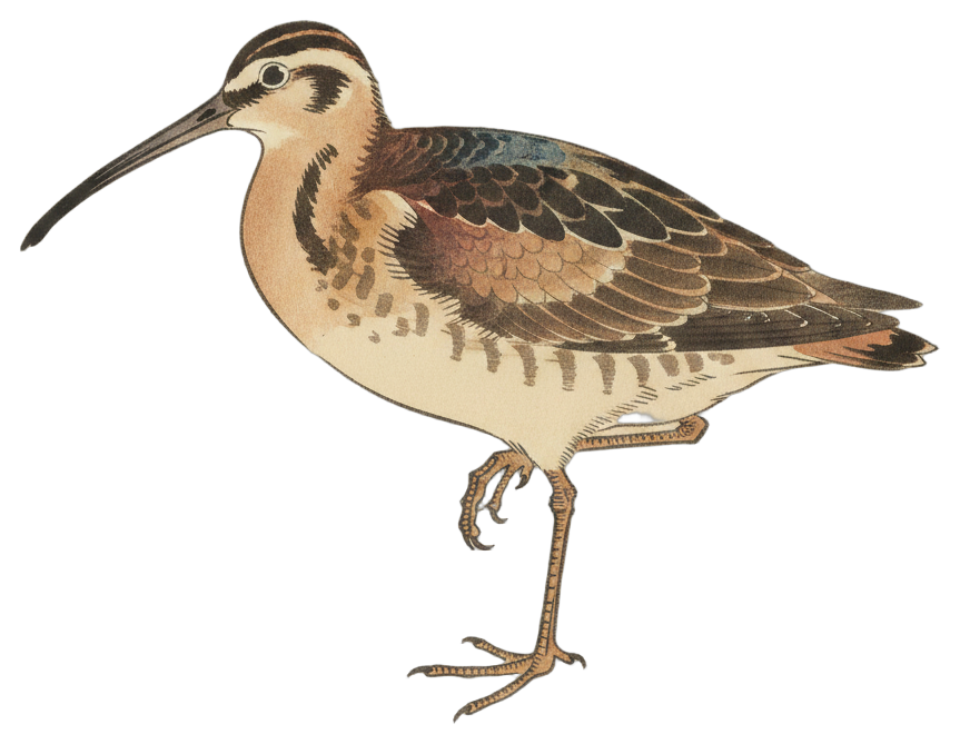 Whimbrel