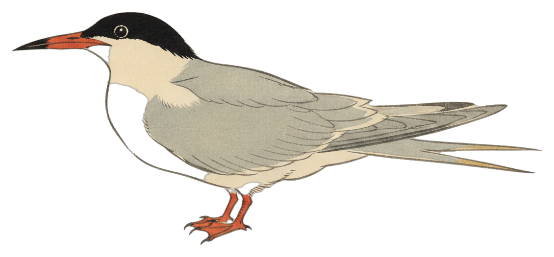 Forster's Tern