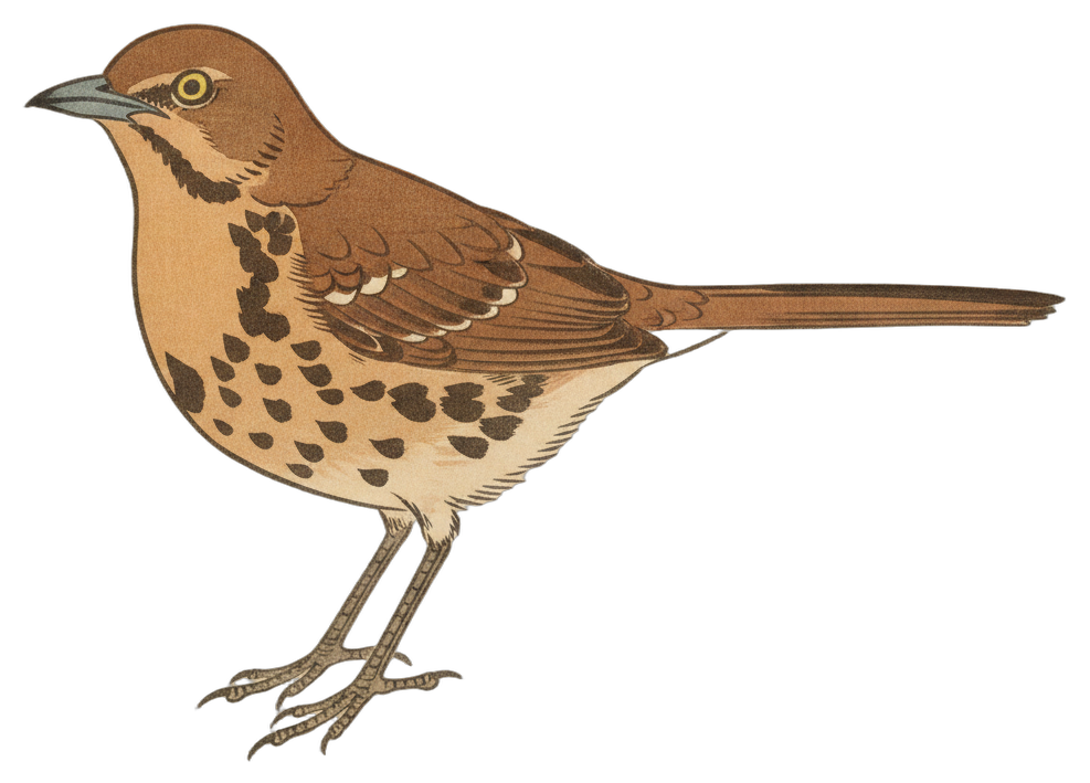 Brown Thrasher