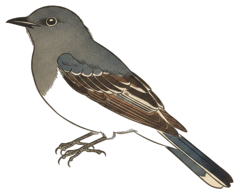 Eastern Kingbird